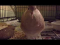 Dove laughing and cooing.