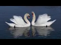 Lagu The Love Of Tired Swans (El amor de los cisnes exhaustos) by Tomás Jofré
