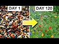 Download Lagu Growing a Bed of Wildflowers From Seed: 162-day Timelapse