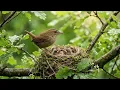 Beautiful Forest Bird Sounds & Gentle Piano 🍃 Peaceful Nature Music for Focus and Mental Clarity