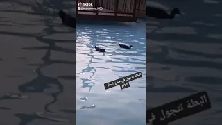 صوت البط شي مرعب تتجول حول العالم 