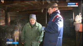 В Омской области стартовала вакцинация домашнего скота