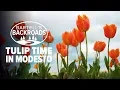 Springtime is tulip time in Modesto Bartell s Backroads