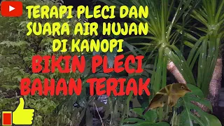 Download Terapi Pleci dan Suara Air Hujan di Kanopi Bikin Pleci Bahan Teriak MP3