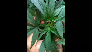 New setup and genetics