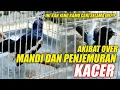 Download Lagu AKIBAT OVER MANDI DAN PENJEMURAN | MERAWAT KACER GACOR - DR KACER