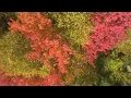 Dan Gibson’s Solitudes - The Fallen Leaves | Forest Cello