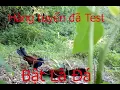 Download Lagu tiếng bìm bịp mồi chuẩn NGE LÀ ĐÁ không tập âm 2 #Hòa