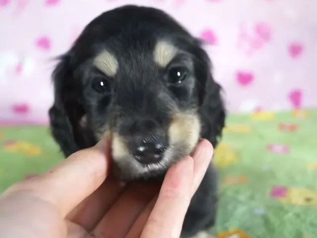 動画