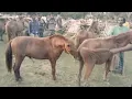 Powerful Stallion Horse Mating part3