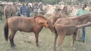 Powerful Stallion Horse Mating part3
