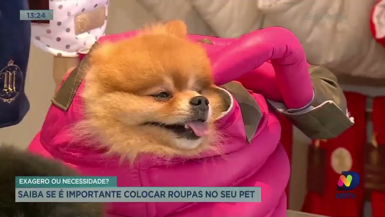Saiba se é importante colocar roupas no seu pet