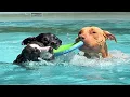 Big Pool Open for Adopted Rescue Dogs