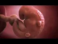 Your baby at 6 weeks Week-by-week pregnancy MadeForMums