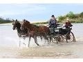 Les Joies de L Attelage equitation