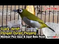 Download Lagu PLECI BLACK CAPPED NGALAS