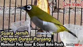 Download PLECI BLACK CAPPED NGALAS MP3