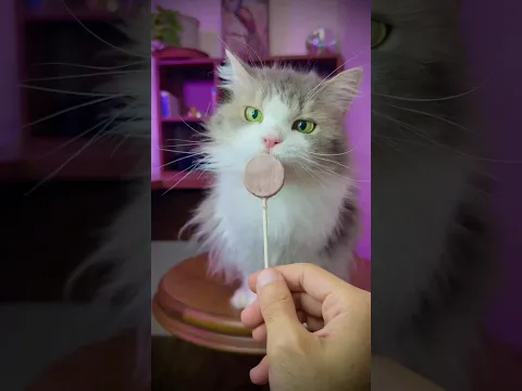 الملكة حبت لولي بوب القطط 🍭