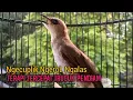 Download Lagu Trucuk BETINA Memanggil Jantan Ngecuplik kasar NGALAS ampuh jadikan trucukan gacor MALAS JADI BUNYI MP3