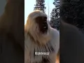 Download Lagu What has yeti done😷 #funny #gorilla #shortvideo #monkey #tiktok #animals #trending #comedy #sad