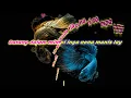 Stecu Stecu - Faris Adam feat Dara Ayu - Karaoke Duet