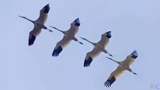 Журавли Марк Бернес 