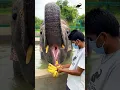 Download Lagu Just a clip of Laxmi going gaga over bananas, a perfect sight to beat your midweek blues!