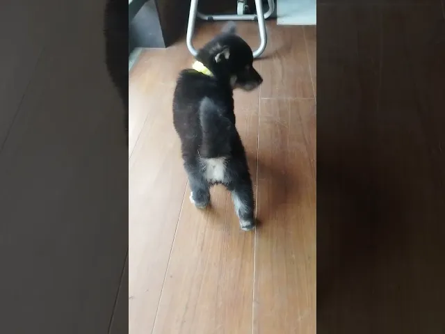 動画