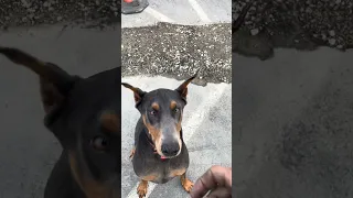 #fyp #vlog #sailing #doberman #pets
