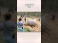 Download Lagu Gajah hamil di temukan di Riau #hamil #gajah #saveelephants