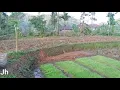 Download Lagu Suasana perkampungan desa Cibadak kecamatan Cibeber kabupaten Cianjur