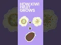 Download Lagu How Kiwi Fruit Grows #shorts