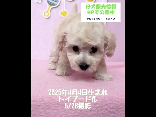 動画