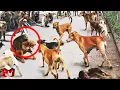 Download Lagu Gerombolan Induk Monyet Marah dan Membunuh 250 Anjing di India untuk Membalaskan Dendam Bayinya
