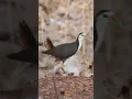 Lagu #whitebrastedwaterhen #waterhen #birds #birdslover #birdwatching #nature