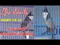 Lagu LÂN ĐẦU TO HƠN NGƯỜI / 5 MÀO TUYỂN VIP BỘ KHỦNG ĐẤU CĂNG - TUYỂN CHỌN BỔI VIP GỘT GIÀN