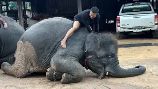 พ่อเสือพาลูกสาวไปใส่บาตร🤣ก็จะประมาณนี้🤣
