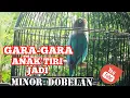 Download Lagu Konslet | lovebird betina semi konslet dengan setingan anak tiri jadi minor dobelan