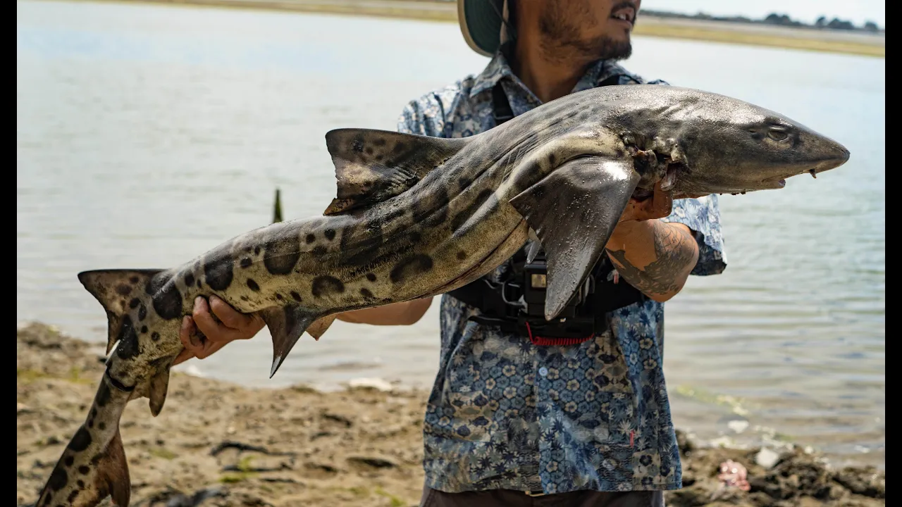 SHARK Catch and Cook   How To Properly Harvest A Leopard Shark