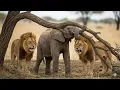 Lagu Leones atacaron a un bebé elefante atrapado entre árboles — lo que hizo su madre sorprendió a todos