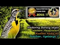 Download Lagu Masteran Burung Luar Negeri Suara Unik - Western Meadowlark HD AUDIO