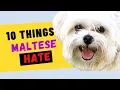 10 Things Maltese Dogs Hate - Try to Avoid the Ones That You Can