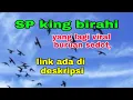 SP KING BIRAHI, VIRAL BURUAN SEDOT