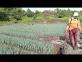 Download Lagu PENGENDALIAN JAMUR SETELAH BANJIR PASANG DI LAHAN PAK SUDIWANI