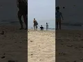 Download Lagu Doggie Is In The Beach! Enjoy Doggie!🥰😍😍😄🦮🐕‍🦺🐕