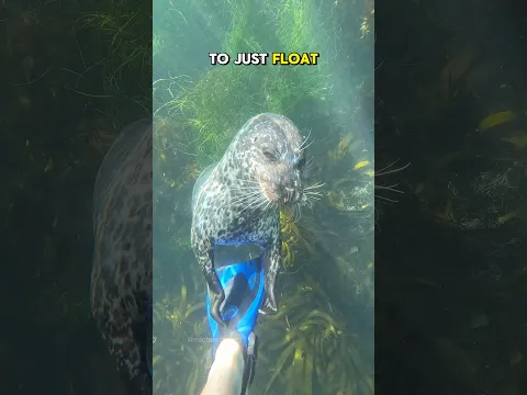 Seal touches the fin of instant sleepiness