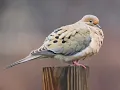 1 Hour of Original Mourning Dove Cooing & Whistling – Custom Bird Audio