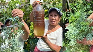 Como usar este metodo casero para tener hermosa la planta de ruda en casa