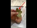 Place Bay Leaf in Your Socks Before Bed and Notice the Difference