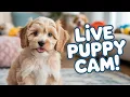 Born Today Watch Ruby Her Newborn Puppies Sleep Night 1 Archive
